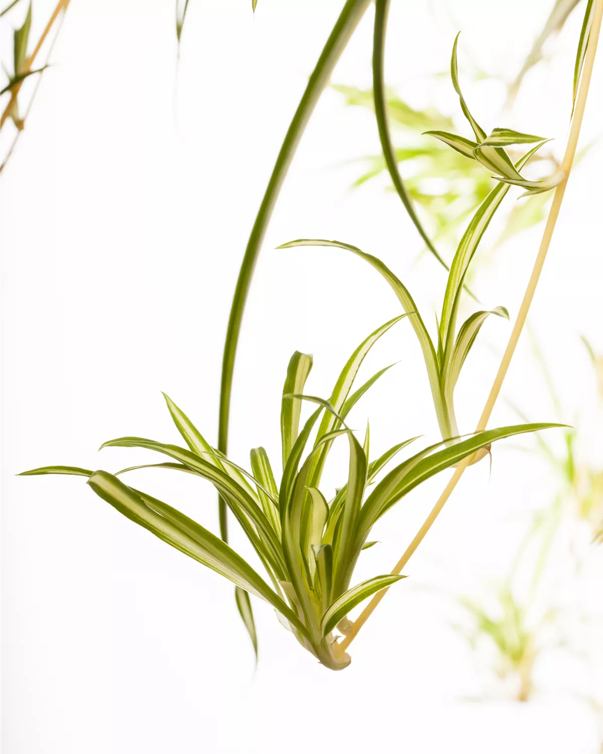 Gärtnerei Hegemann Chlorophytum, Grünlilie