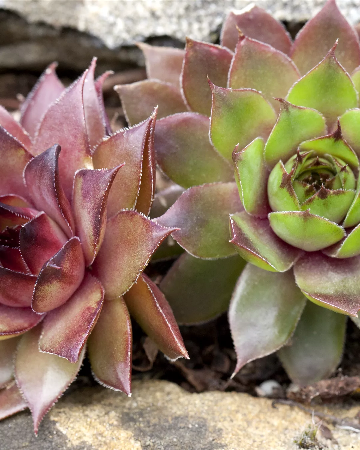 Gärtnerei Hegemann Echeveria, Echeverien