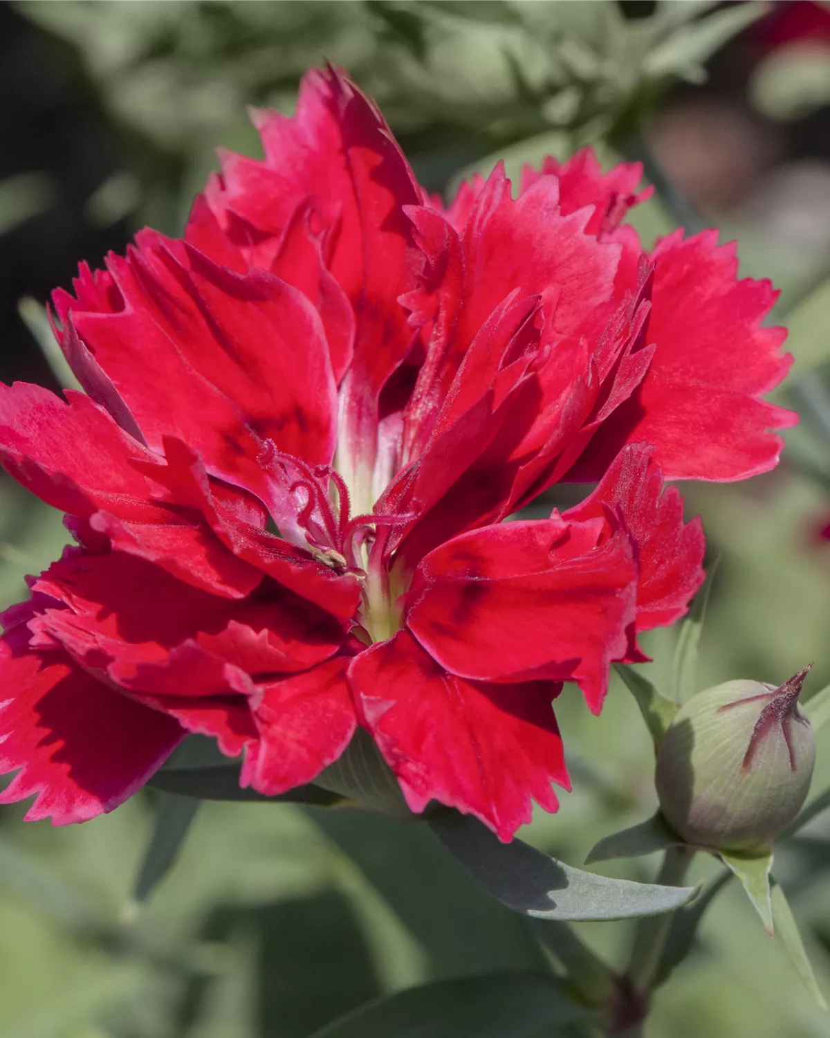 Gärtnerei Hegemann Dianthus chinensis, Chinesische Nelke