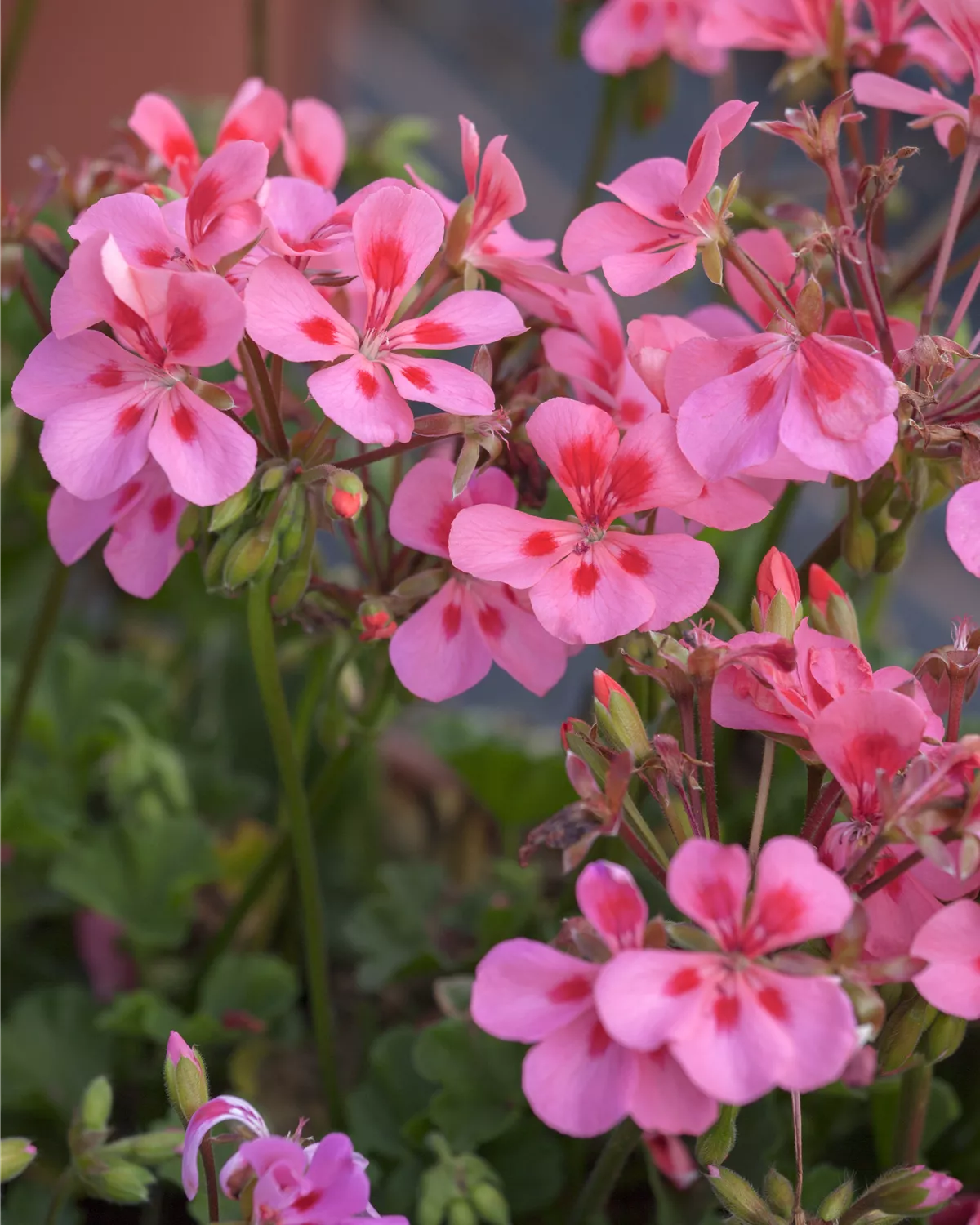 Gärtnerei Hegemann Pelargonium peltatum, Geranie hängend