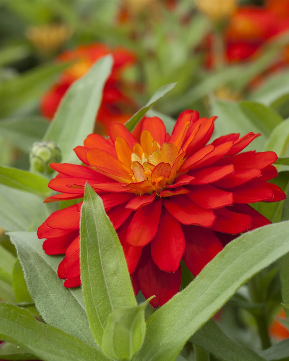 Gärtnerei Hegemann Zinnia, Zinnien