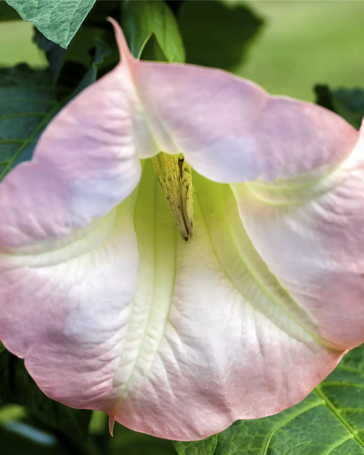53+ Datura Engelstrompete Überwintern, Eine datura überwintern ist