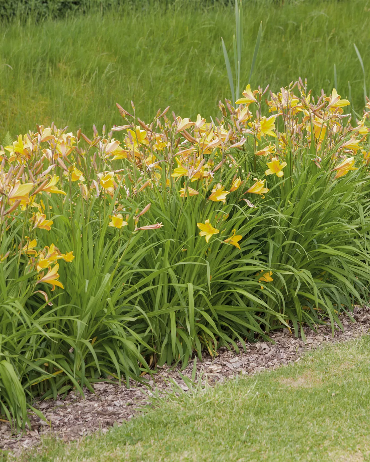 Gärtnerei Hegemann Hemerocallis, Taglilie