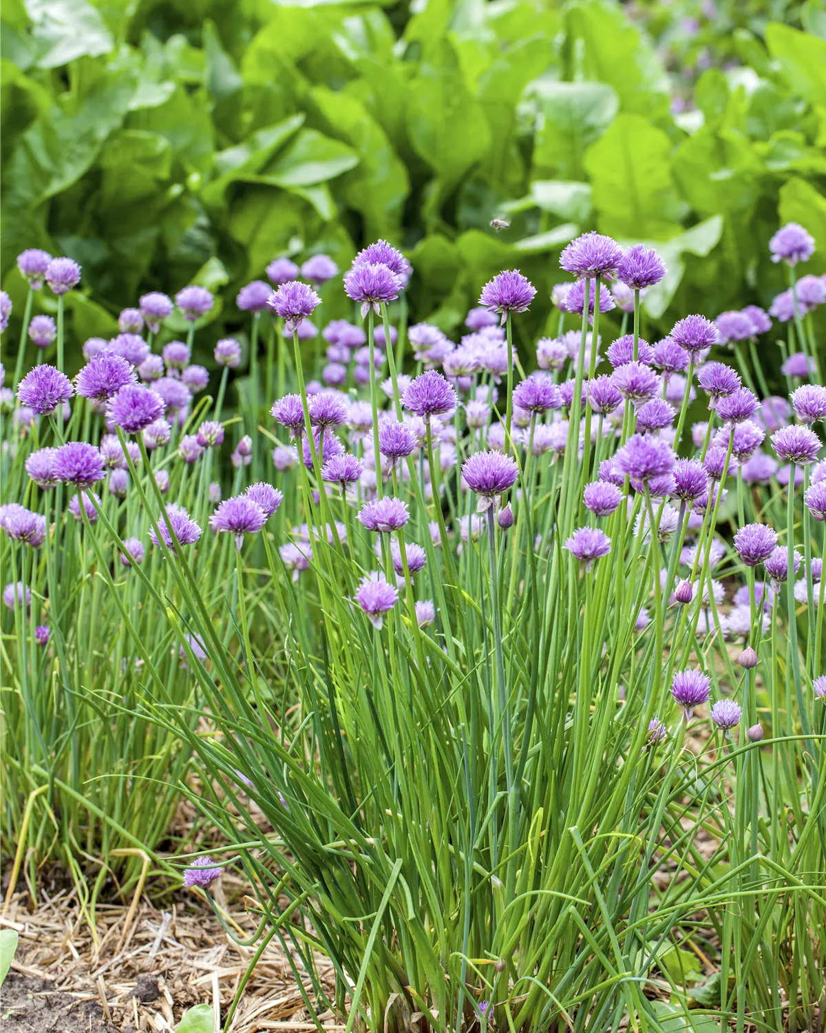 G rtnerei Hegemann Allium Schoenoprasum Schnittlauch g-rtnerei-hegemann-allium-schoenoprasum-schnittlauch