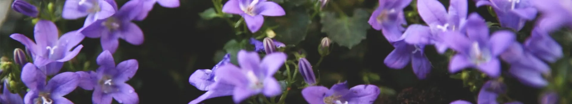 Dalmatiner-Polsterglockenblume - Einpflanzen im Garten (Thumbnail)