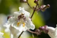 Gärtnerei Hegemann Exoten für besondere Hingucker im Garten