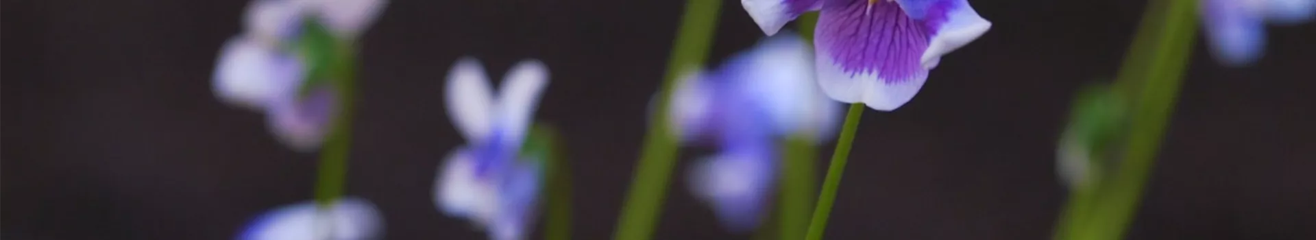 Australisches Veilchen - Einpflanzen im Garten (thumbnail2)