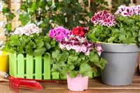 Gärtnerei Hegemann Geranien als beliebte Klassiker für Balkon und Garten