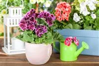 Gärtnerei Hegemann Geranien pflanzen und Balkon und Garten bunt gestalten