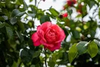 Gärtnerei Hegemann Rosen einpflanzen leicht gemacht So geht’s richtig
