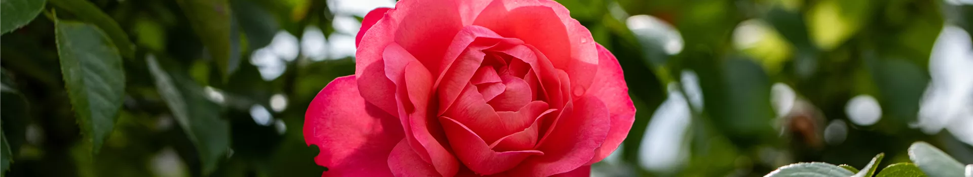 Gärtnerei Hegemann Rosen einpflanzen leicht gemacht So geht’s richtig