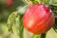 Gärtnerei Hegemann Apfelbäume im Garten Eine reiche und leckere Ernte