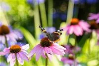 Gärtnerei Hegemann Die 10 schönsten Sommerblumen für den Garten