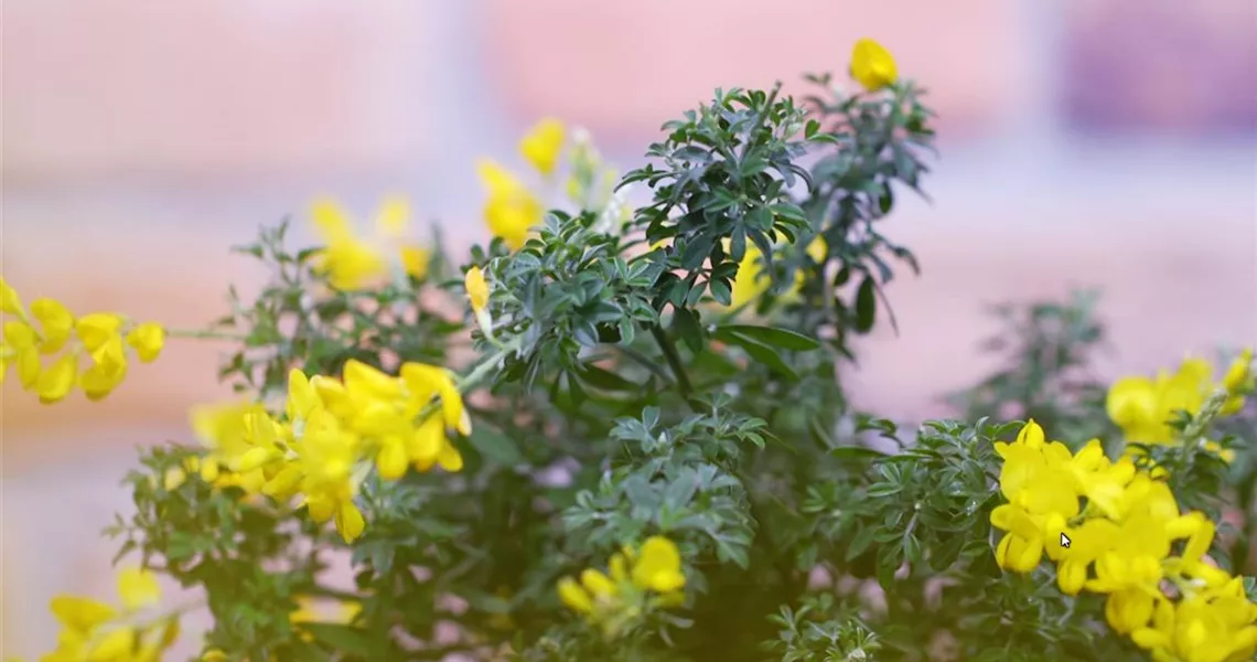 Grtnerei Hegemann - Ginster - Einpflanzen im Garten