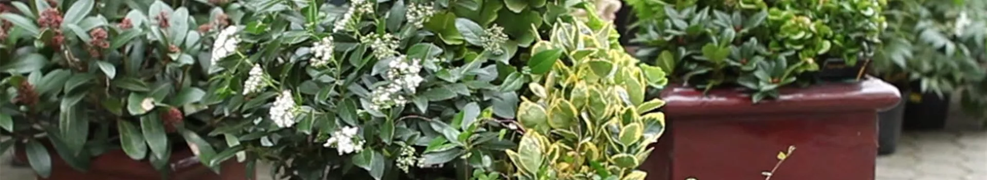 Blumenkübel - Dauerhafte Bepflanzung (Anleitung - 8)