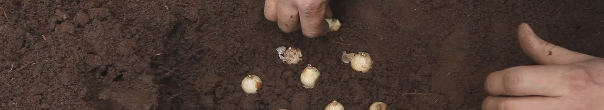 Traubenhyazinthen - Blumenzwiebeln einpflanzen (thumbnail)
