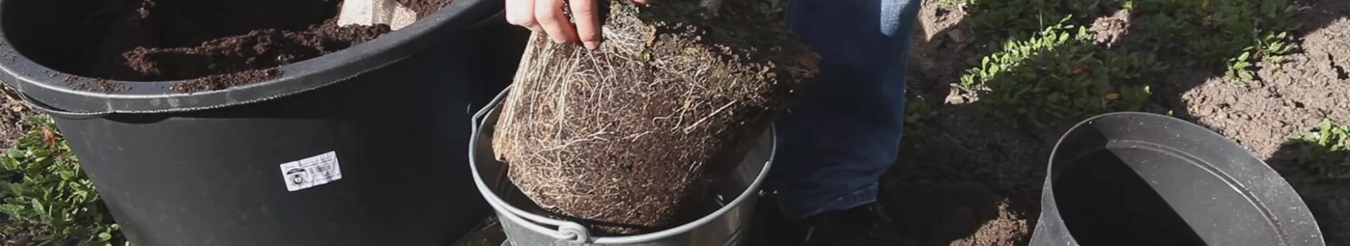 Rispenhortensie - Einpflanzen im Garten (thumbnail)