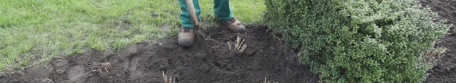 Dahlien - Einpflanzen im Garten (thumbnail)