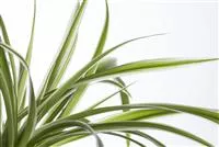 monstera plantsome Monstera Deliciosa | Swiss Cheese Plant | 6
