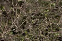thymian zimmerpflanze Thymian 