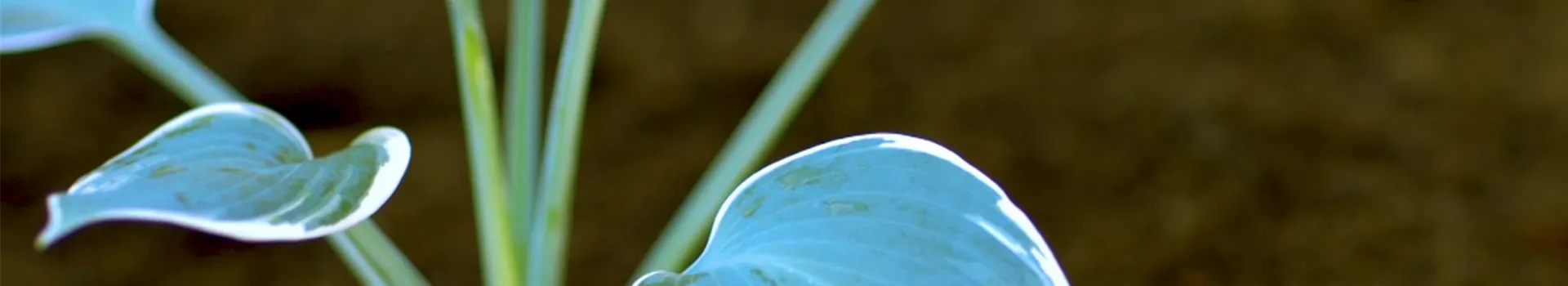 Funkien - Einpflanzen im Garten (thumbnail)