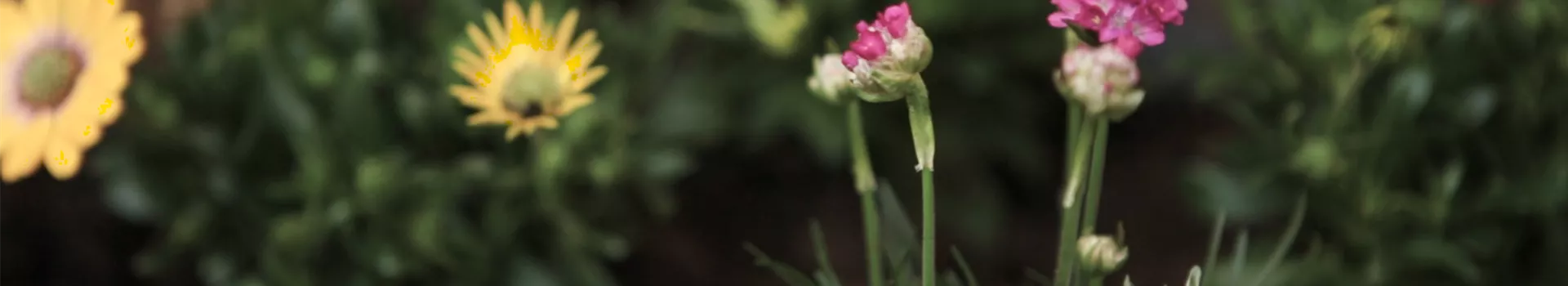 Strandgrasnelke - Einpflanzen im Garten (Thumbnail)