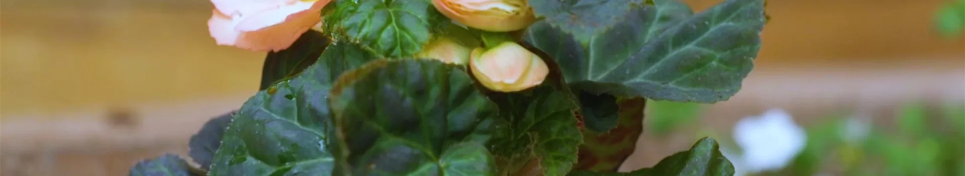 Knollenbegonie - Einpflanzen im Garten (thumbnail)
