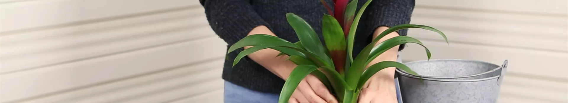 Bromelie - Einpflanzen in ein Gefäß (Thumbnail)