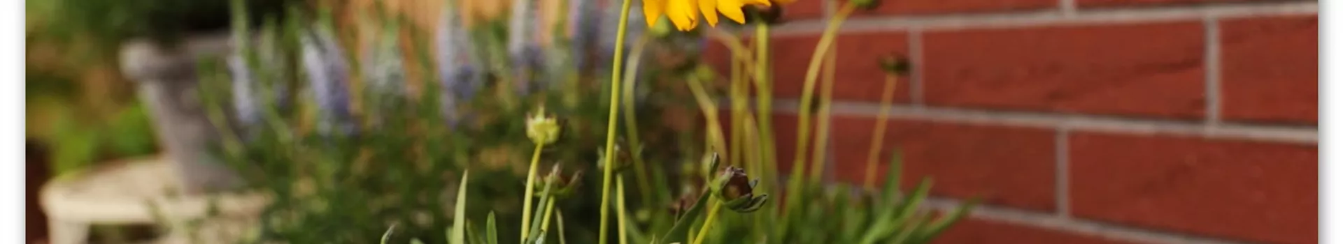 Mädchenauge - Einpflanzen in den Garten (Thumbnail)