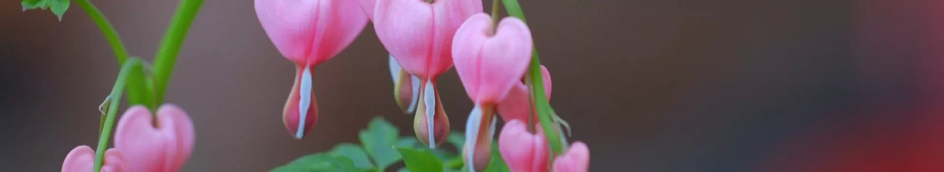Tränendes Herz - Einpflanzen im Garten (Thumbnail)