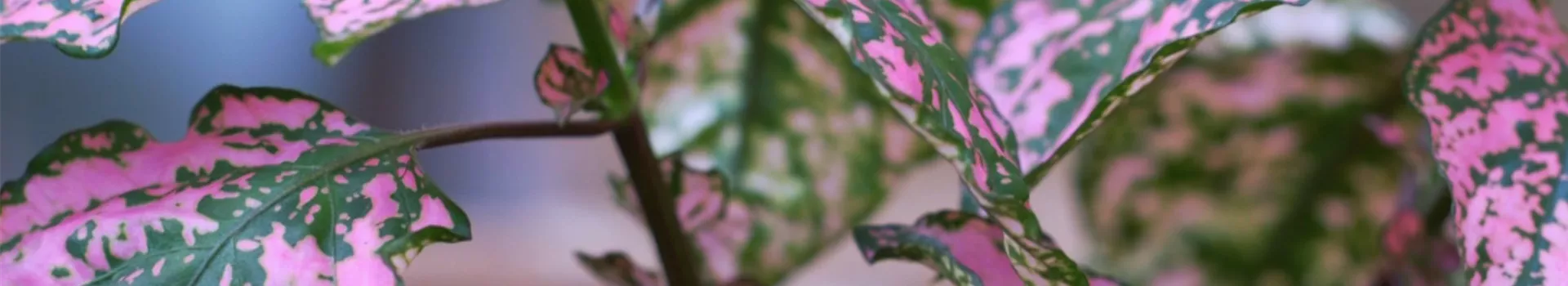 Punktblatt - Einpflanzen im Garten (Thumbnail)