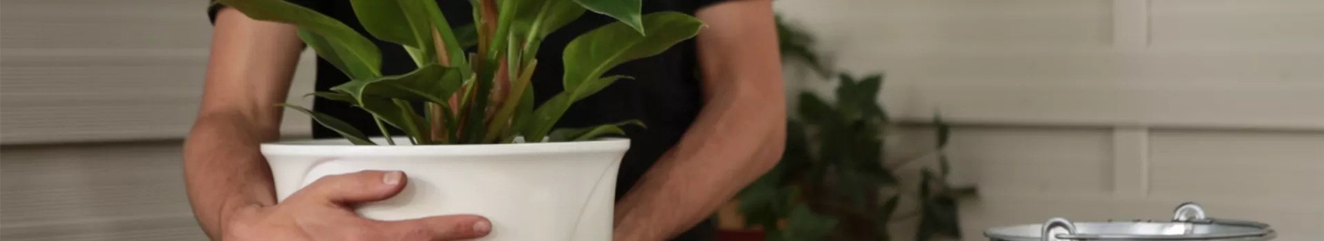 Philodendron - Einpflanzen in ein Gefäß (thumbnail)