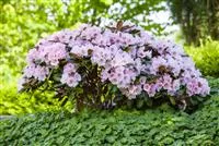 Grtnerei Hegemann - Der Rhododendron  der Strauch mit den prchtigen  Blten