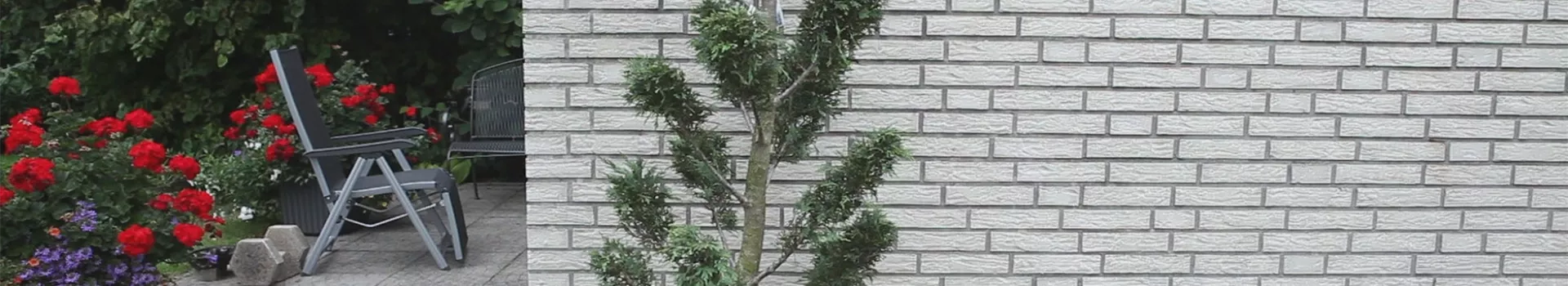 Zypresse - Einpflanzen im Garten (thumbnail)