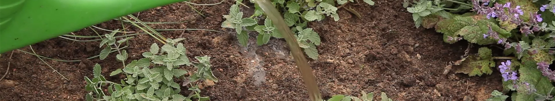 Katzenminze - Einpflanzen im Garten (thumbnail)