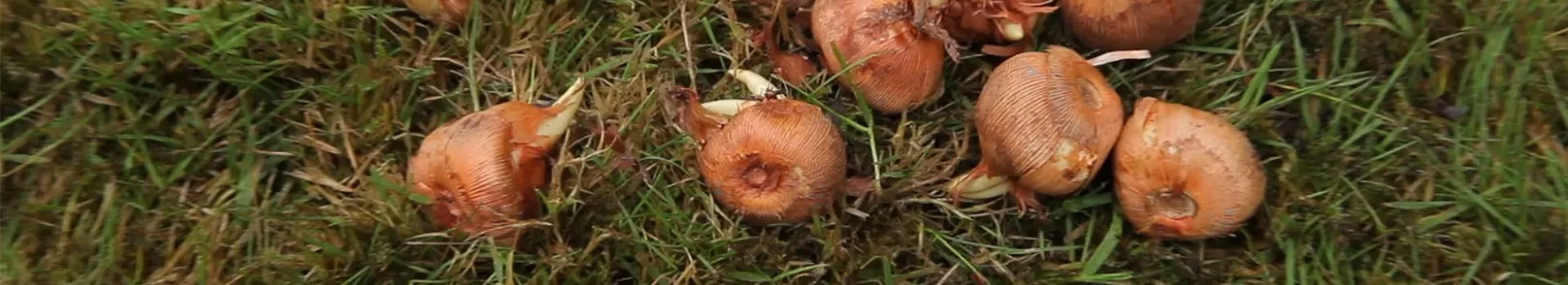 Krokusse - Zwiebeln einpflanzen (1)