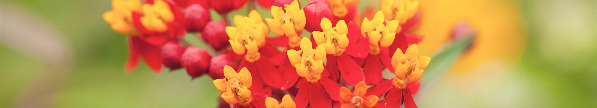 Seidenpflanze - Einpflanzen im Garten (DE)