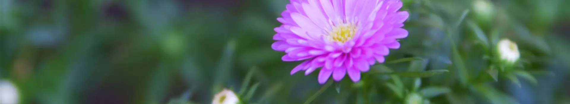Glattblatt-Astern- Einpflanzen im Garten (thumbnail)