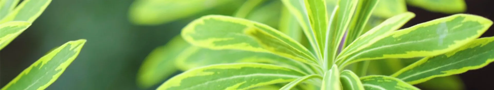 Regenbogen-Wolfspilz - Einpflanzen im Garten (thumbnail)