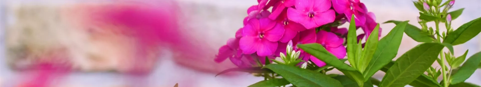 Flammenblume - Einpflanzen im Garten (thumbnail)