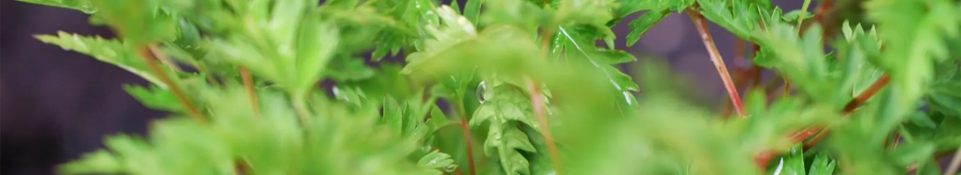 Geißbart - Einpflanzen im Garten (thumbnail)