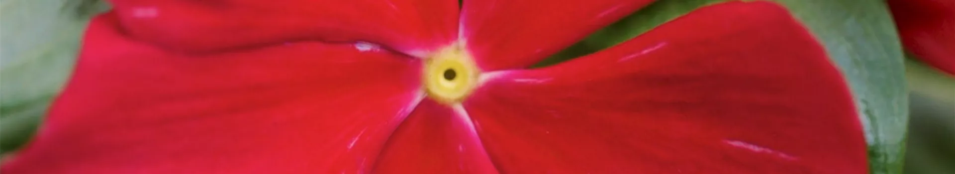 Rosafarbende Catharanthe - Einpflanzen in ein Gefäß (thumbnail2)