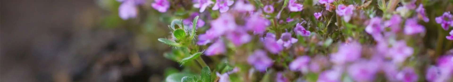 Rosenthymian - Einpflanzen im Garten (thumbnail3)