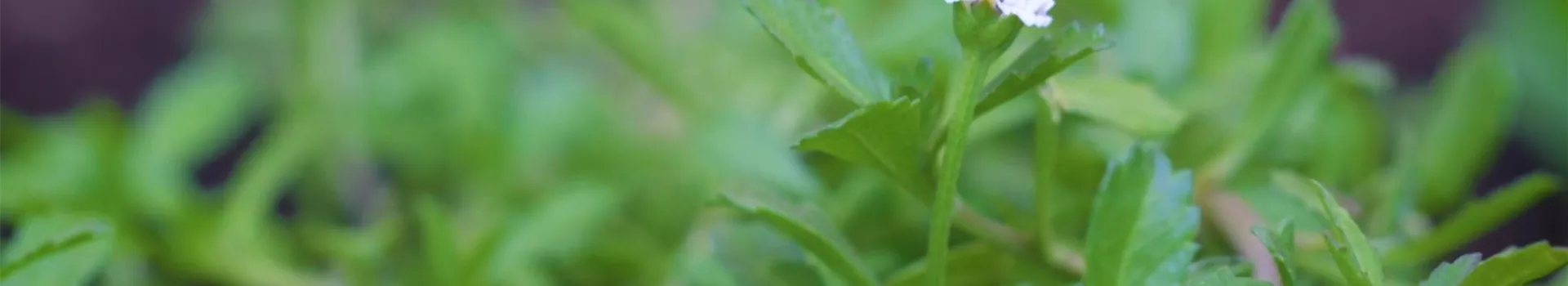 Teppichverbene - Einpflanzen im Garten (thumbnail)