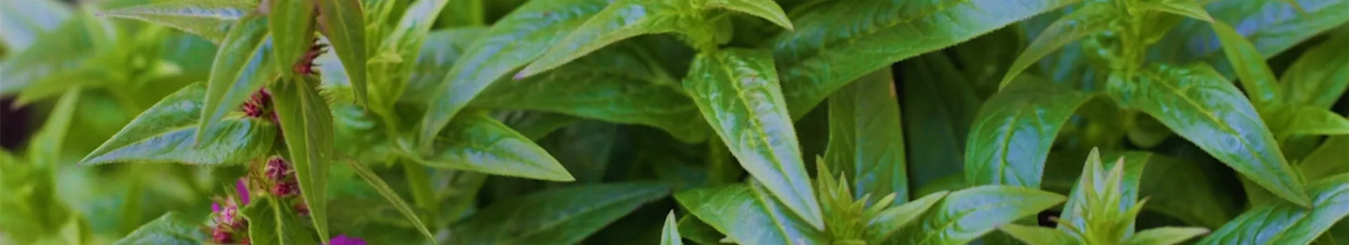 Gartenblutweiderich - Einpflanzen im Garten (thumbnail2)