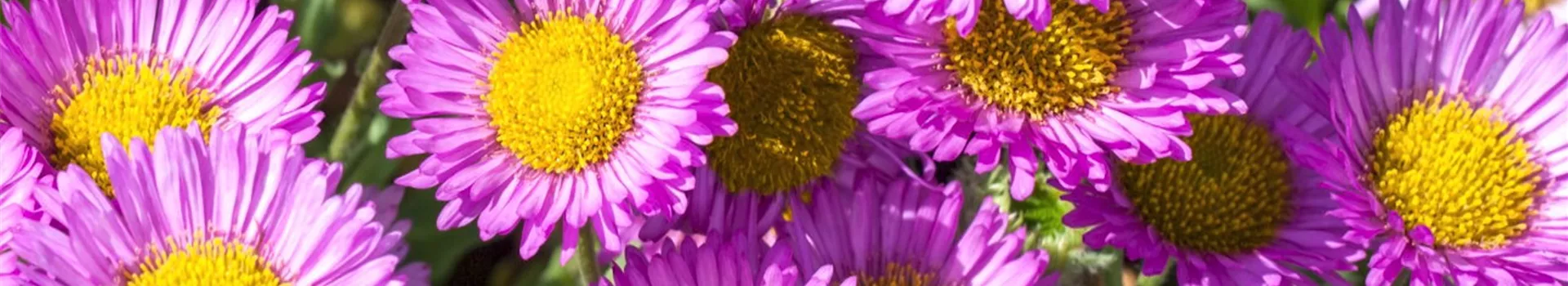 Feinstrahl - Einpflanzen im Garten (Thumbnail)