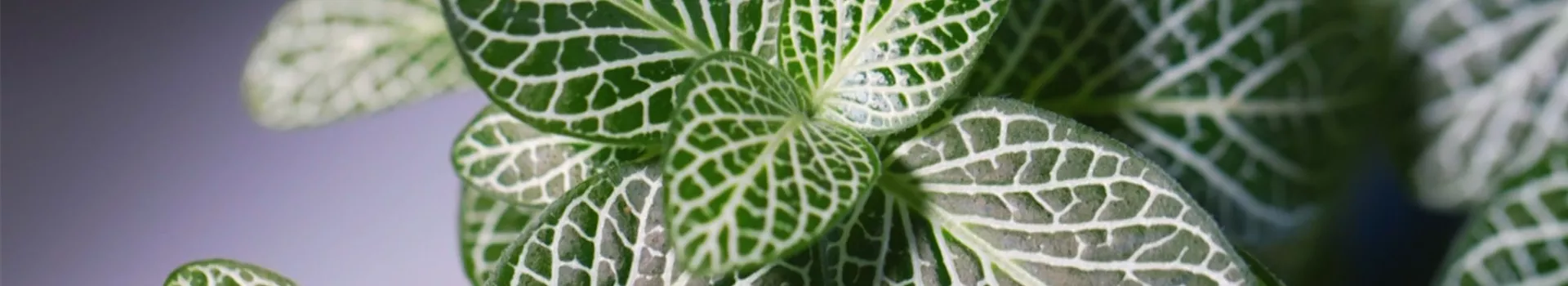 Fittonie - Umtopfen (Thumbnail)