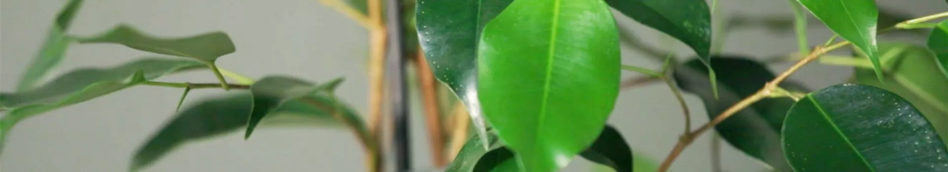 Zimmerpflanzenportrait - Birkenfeige (thumbnail)