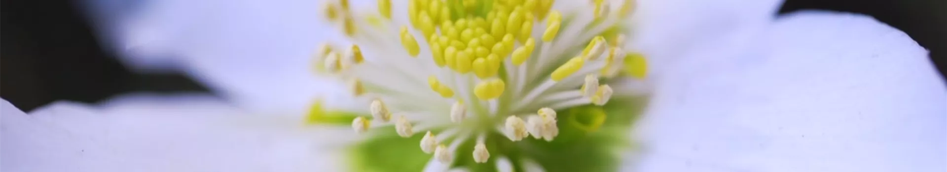Christrose - Einpflanzen im Garten (thumbnail2)
