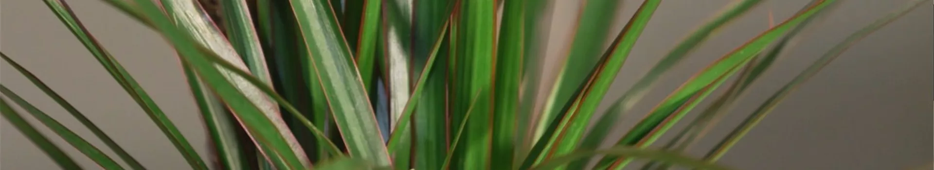 Drachenbaum (thumbnail)